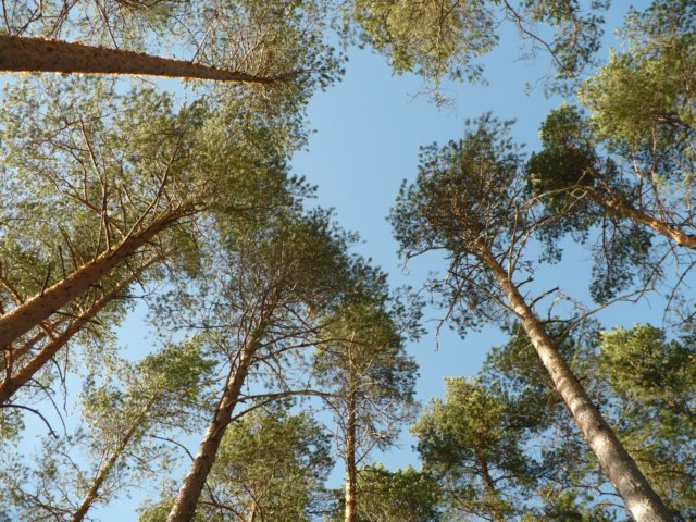 zweden201135.jpg