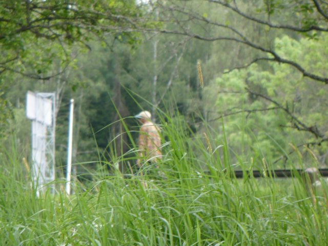 zweden200740.jpg